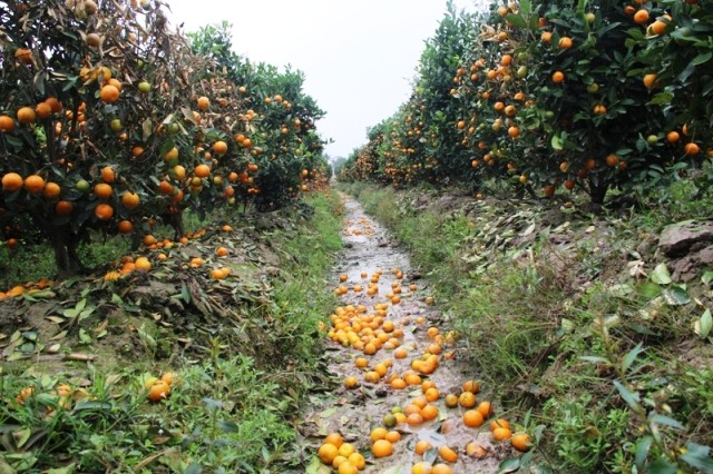 Hồ sơ điều tra - Mức án thích đáng cho kẻ phun thuốc cỏ hủy hoại hàng trăm cây quất cảnh