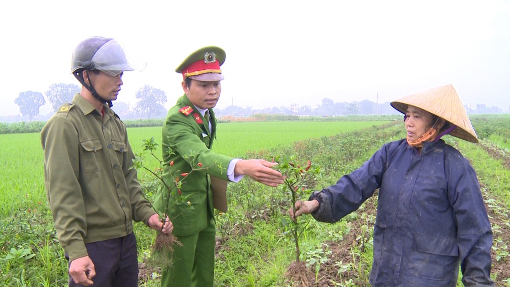 Thanh Hóa: Công an vào cuộc điều tra vụ ruộng ớt 4 sào nghi bị kẻ xấu phá hoại (Hình 2).