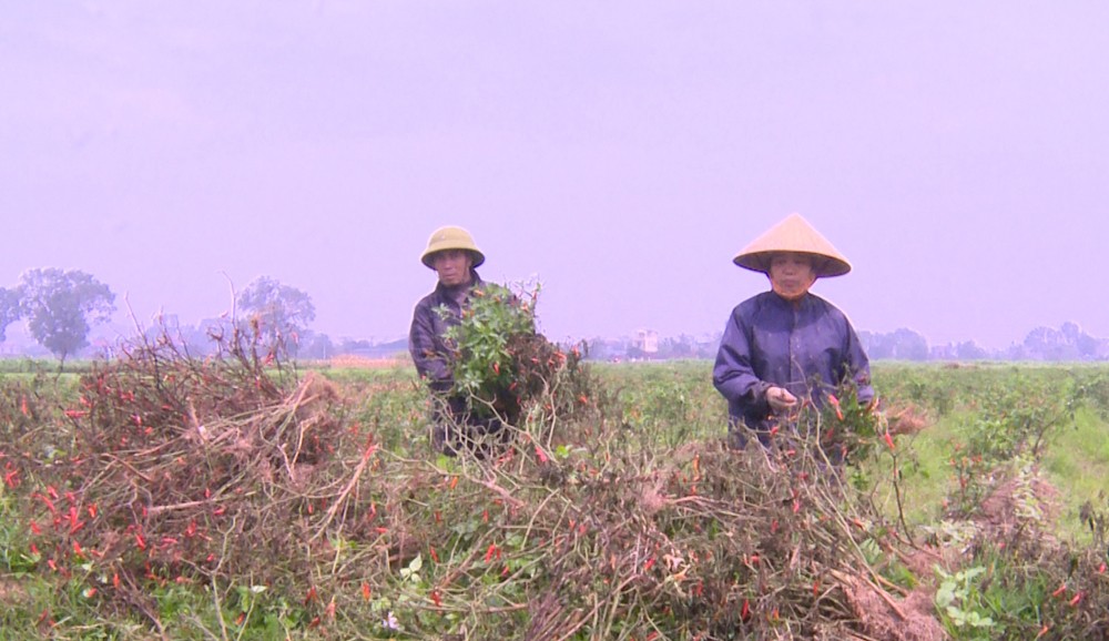 Thanh Hóa: Công an vào cuộc điều tra vụ ruộng ớt 4 sào nghi bị kẻ xấu phá hoại