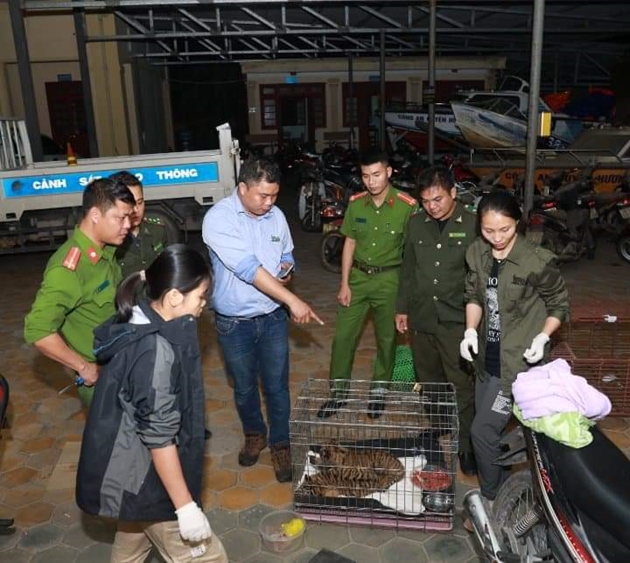 Tin nhanh - Hà Tĩnh: Phát hiện 2 cá thể hổ quý hiếm trên đường truy đuổi nhóm đối tượng lạ mặt (Hình 2).