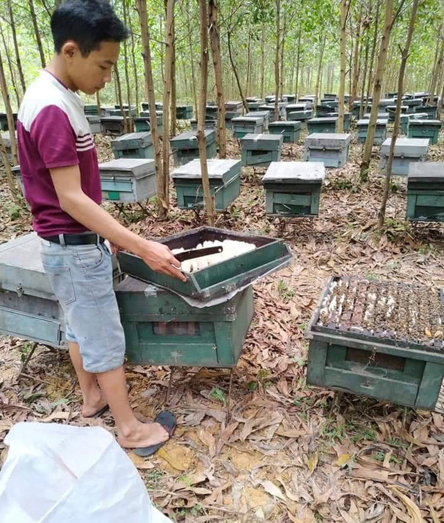 An ninh - Hình sự - Hà Tĩnh: Hàng trăm tổ ong nuôi của người dân nghi bị kẻ xấu đầu độc (Hình 2).