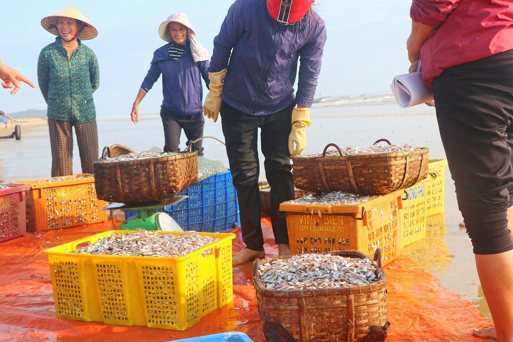 Dân sinh - Trúng đậm “lộc trời”, dân Hà Tĩnh thu tiền triệu mỗi chuyến ra khơi (Hình 2).