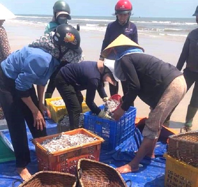 Dân sinh - Trúng đậm “lộc trời”, dân Hà Tĩnh thu tiền triệu mỗi chuyến ra khơi (Hình 3).