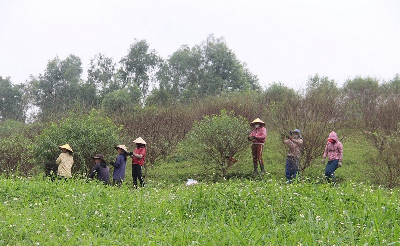 Dân sinh - Người trồng đào phai ở vùng quê Hà Tĩnh tất bật vào vụ Tết  (Hình 2).