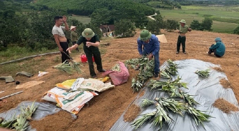 Dân sinh - Hà Tĩnh: Công an đội nắng cùng người dân trồng dứa trên đồi hoang (Hình 4).