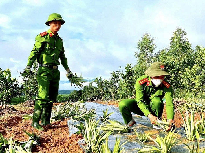 Dân sinh - Hà Tĩnh: Công an đội nắng cùng người dân trồng dứa trên đồi hoang