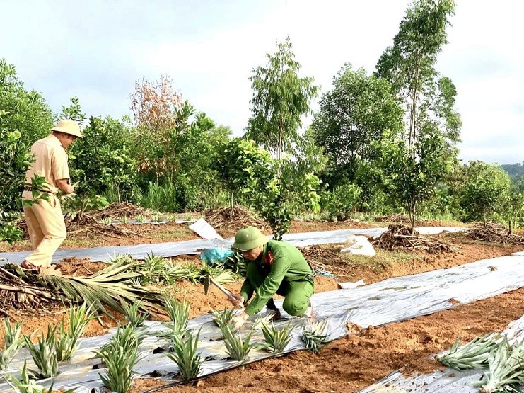 Dân sinh - Hà Tĩnh: Công an đội nắng cùng người dân trồng dứa trên đồi hoang (Hình 3).