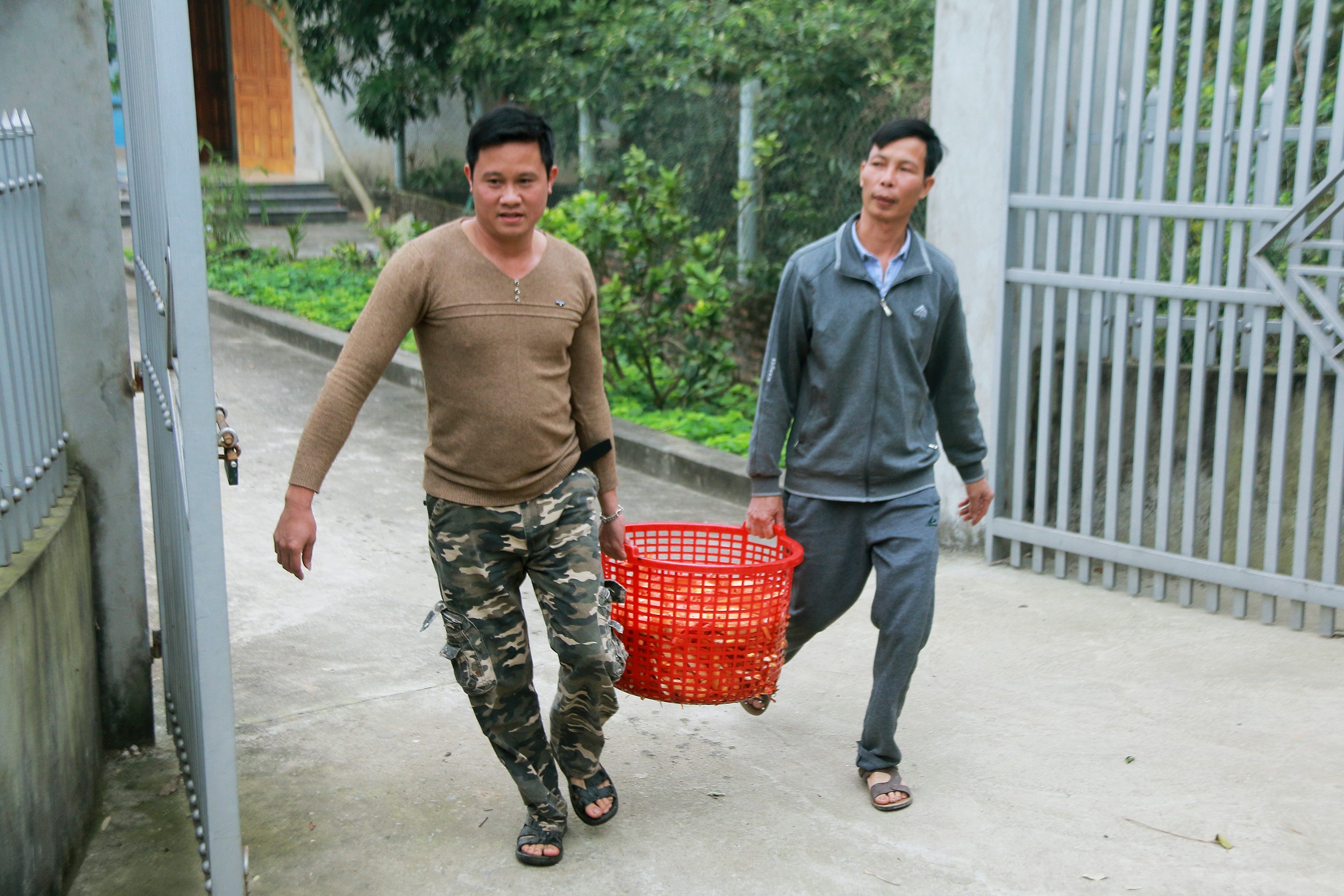 Tin nhanh - “Cái nôi” cá chép đỏ tấp nập mua bán trước ngày cúng ông Công ông Táo (Hình 10).