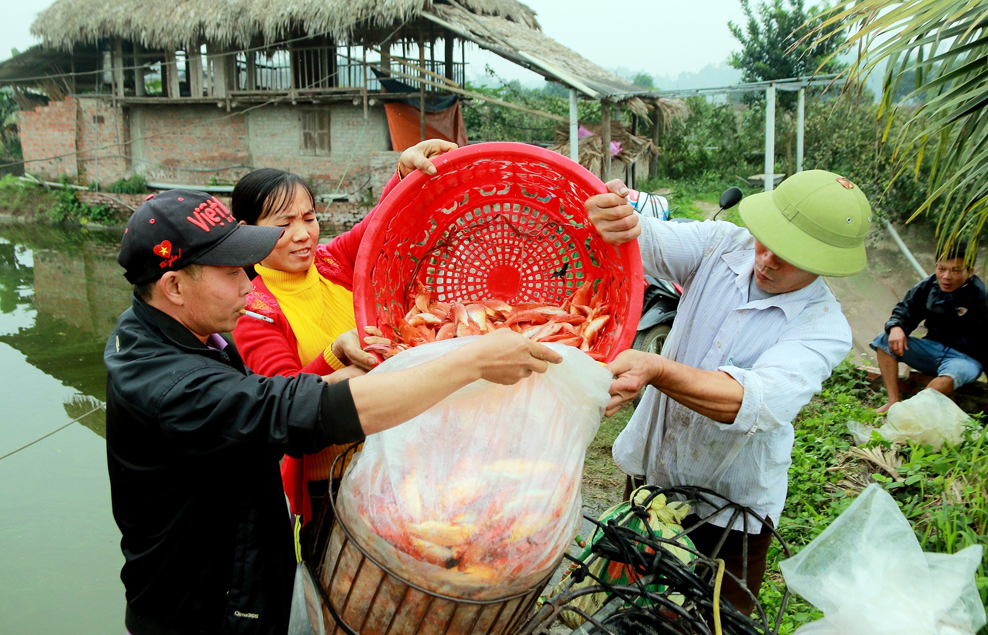 Tin nhanh - “Cái nôi” cá chép đỏ tấp nập mua bán trước ngày cúng ông Công ông Táo (Hình 4).