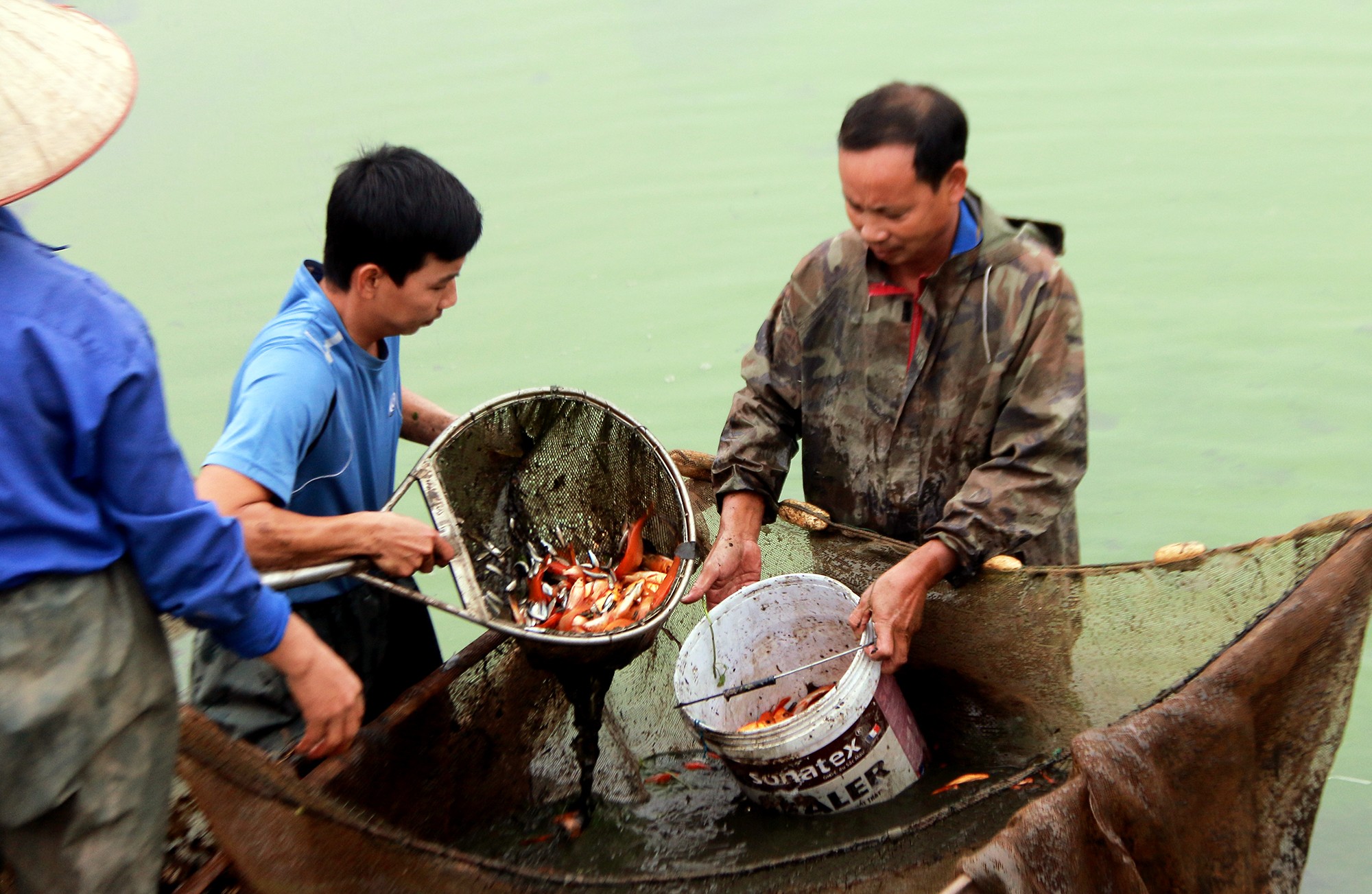 Tin nhanh - “Cái nôi” cá chép đỏ tấp nập mua bán trước ngày cúng ông Công ông Táo (Hình 3).