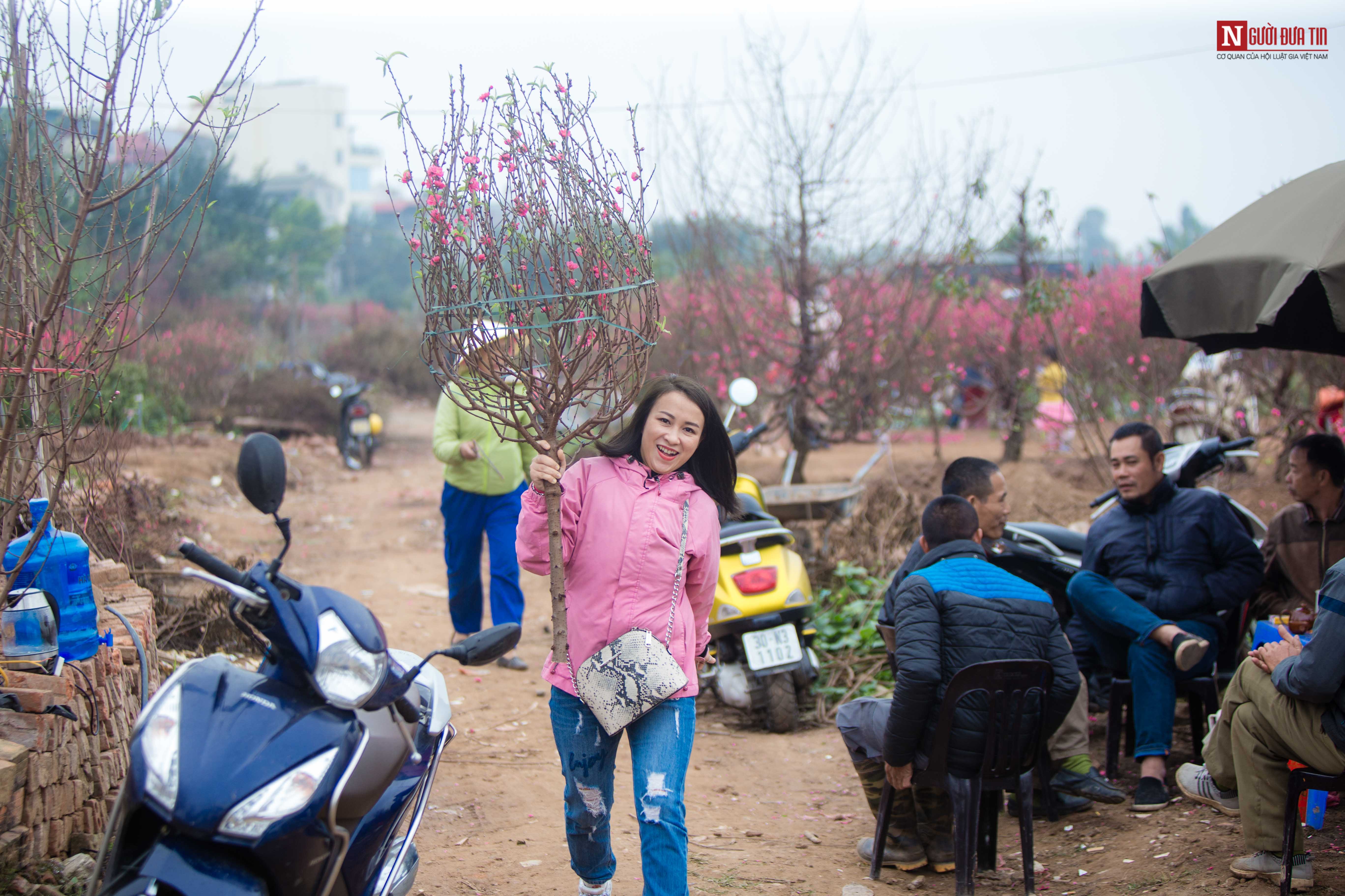 Tin nhanh - Đào Nhật Tân nở rộ trước Tết: Hoa cười, người khóc (Hình 8).