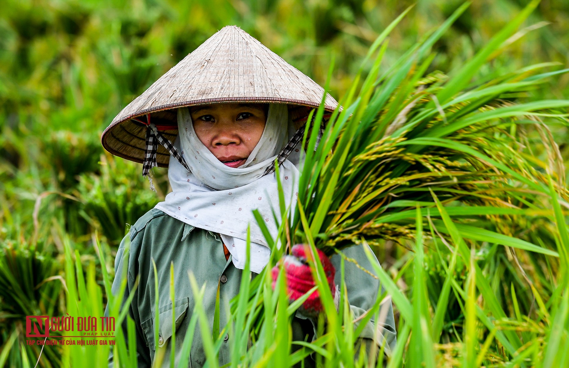 Kinh tế vĩ mô - Cứu lúa gạo miền Tây bằng “luồng xanh” đường thuỷ