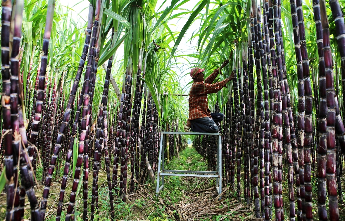 Kinh tế vĩ mô - Yêu cầu điều tra đường mía Thái Lan có dấu hiệu lẩn tránh thuế (Hình 2).