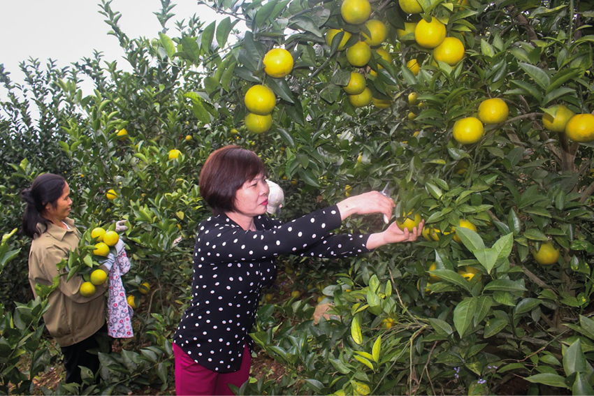 huyện Lục Ngạn, Bắc Giang