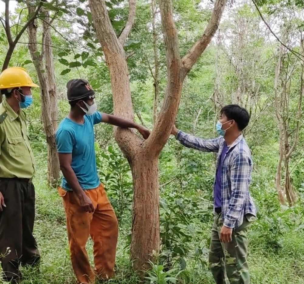 Gìn giữ rừng trắc quý: Của để dành cho mai sau