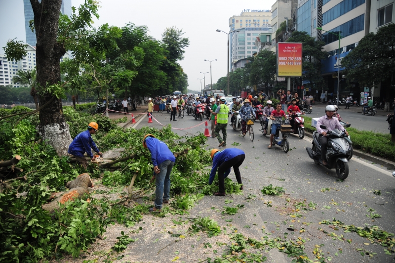 Xã hội - Hà Nội tiếp tục chặt, chuyển 130 cây xanh để làm đường sắt đô thị