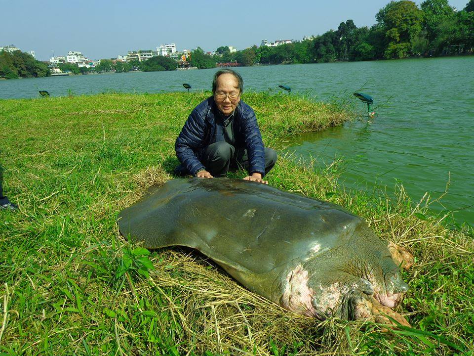 Xã hội - Hà Nội phản hồi đề xuất thả rùa Đồng Mô xuống Hồ Gươm (Hình 2).