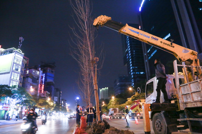 Xã hội - Hà Nội trồng phong lá đỏ trên phố gây tranh cãi (Hình 2).