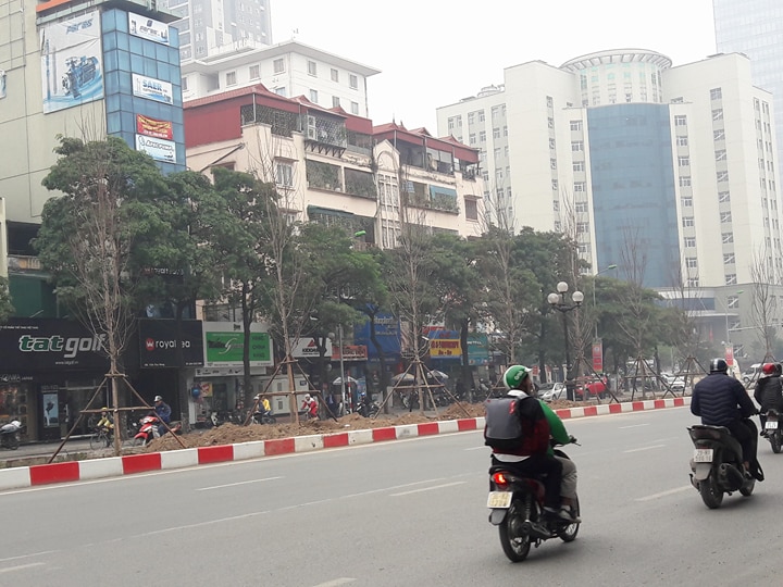 Tuy nhiên, theo lãnh đạo TP.Hà Nội, trồng phong lá đỏ là một trong những chủ trương của TP về chương trình trồng 1 triệu cây xanh trong giai đoạn 2016-2020. Tính đến hết năm 2017, toàn TP đã trồng được khoảng 500.000 cây xanh, góp phần xây dựng môi trường xanh, cải thiện không khí và tạo cảnh quan đô thị.