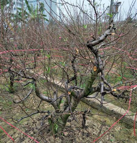 Xã hội - Bắc Ninh: Cả trăm gốc đào Tết của người dân bị kẻ gian phá hoại (Hình 7).