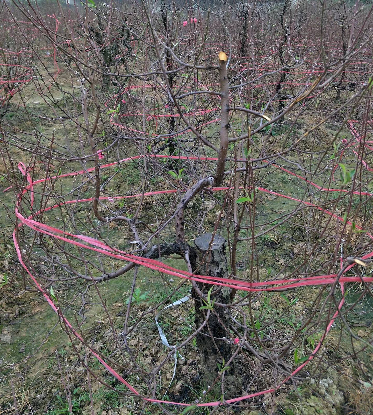 Xã hội - Bắc Ninh: Cả trăm gốc đào Tết của người dân bị kẻ gian phá hoại (Hình 6).