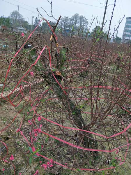 Xã hội - Bắc Ninh: Cả trăm gốc đào Tết của người dân bị kẻ gian phá hoại (Hình 5).