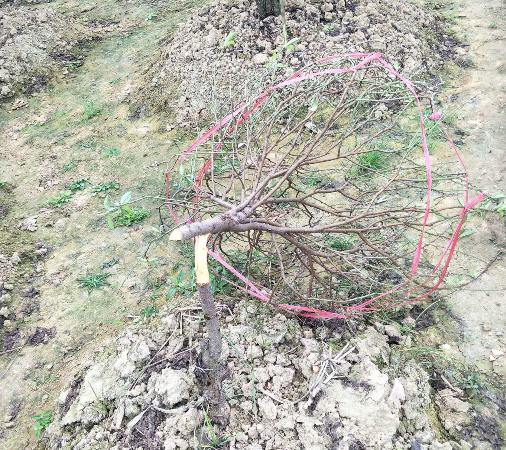 Xã hội - Bắc Ninh: Cả trăm gốc đào Tết của người dân bị kẻ gian phá hoại