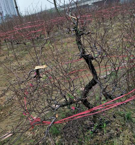 Xã hội - Bắc Ninh: Cả trăm gốc đào Tết của người dân bị kẻ gian phá hoại (Hình 3).
