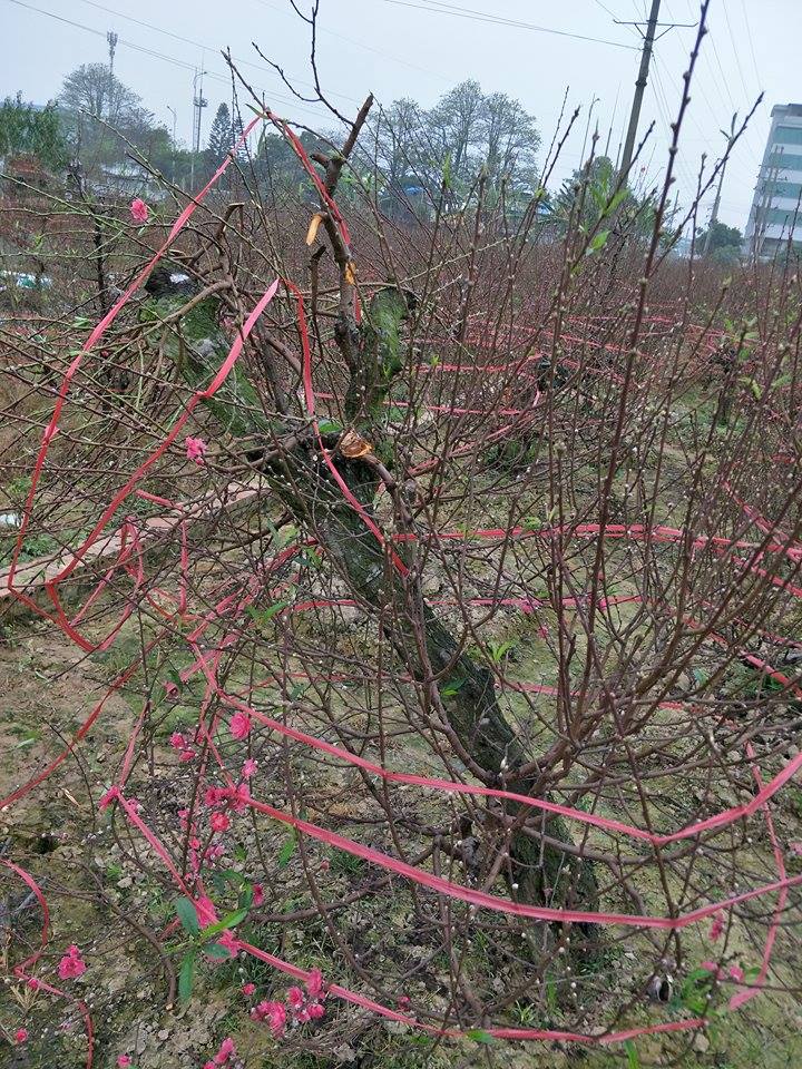 X&atilde; hội - Chủ vườn đ&agrave;o bị kẻ gian chặt ph&aacute;: &ldquo;Đ&agrave;o bạc triệu giờ chỉ l&agrave;m củi đun&rdquo; (H&igrave;nh 3).