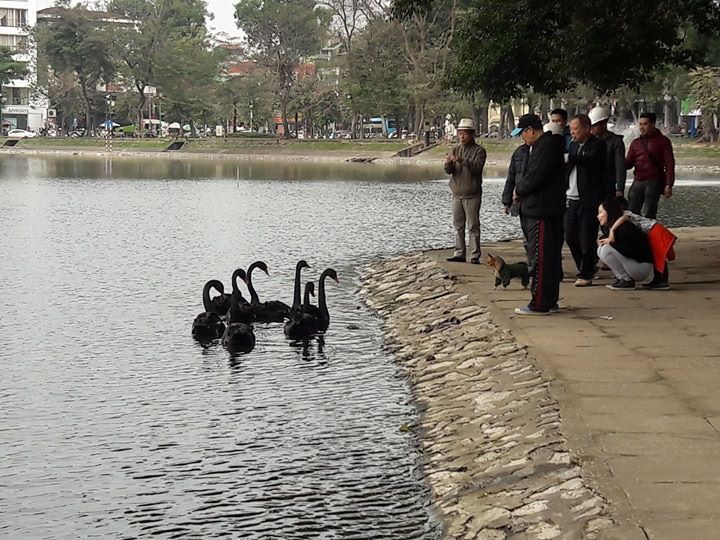 Xã hội - Doanh nghiệp không đòi lại đàn thiên nga đã tặng cho Hà Nội