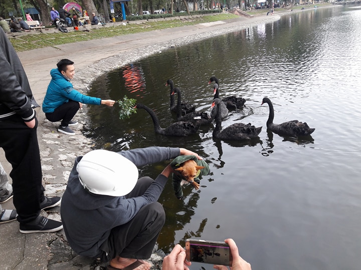 Xã hội - Sau Tết đàn thiên nga ở Hà Nội có biểu hiện “lạ”? (Hình 5).