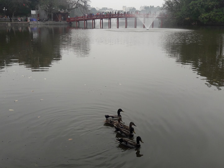 Trước đó, tại Hồ Gươm một đàn thiên nga 12 con từng được thả thí điểm khiến nhiều du khách nhầm tưởng đàn vịt trời là những con thiên nga.