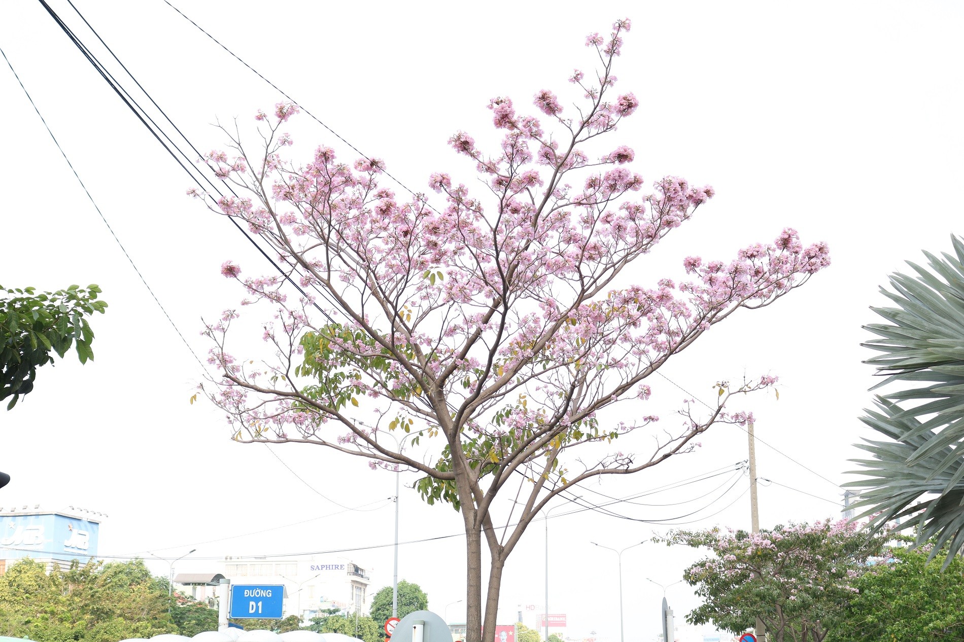 Đường phố TP.HCM 'xinh đẹp', thơ mộng trong sắc hoa kèn hồng (Hình 4).