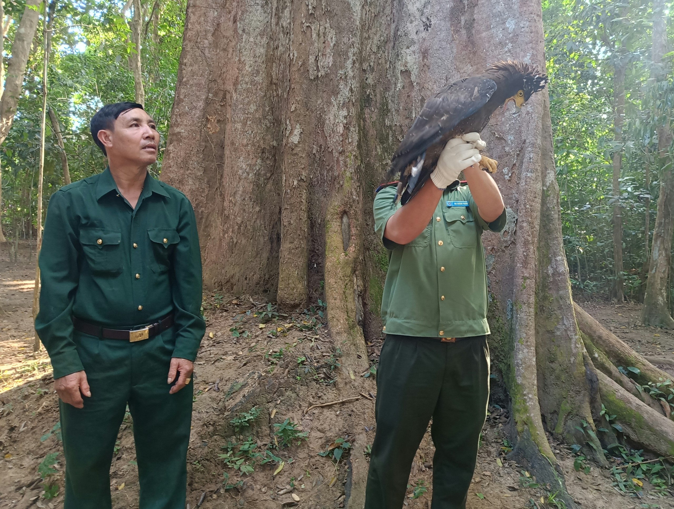Môi trường - Bình Phước: Cá thể diều hoa Miến Điện được thả về rừng (Hình 2).
