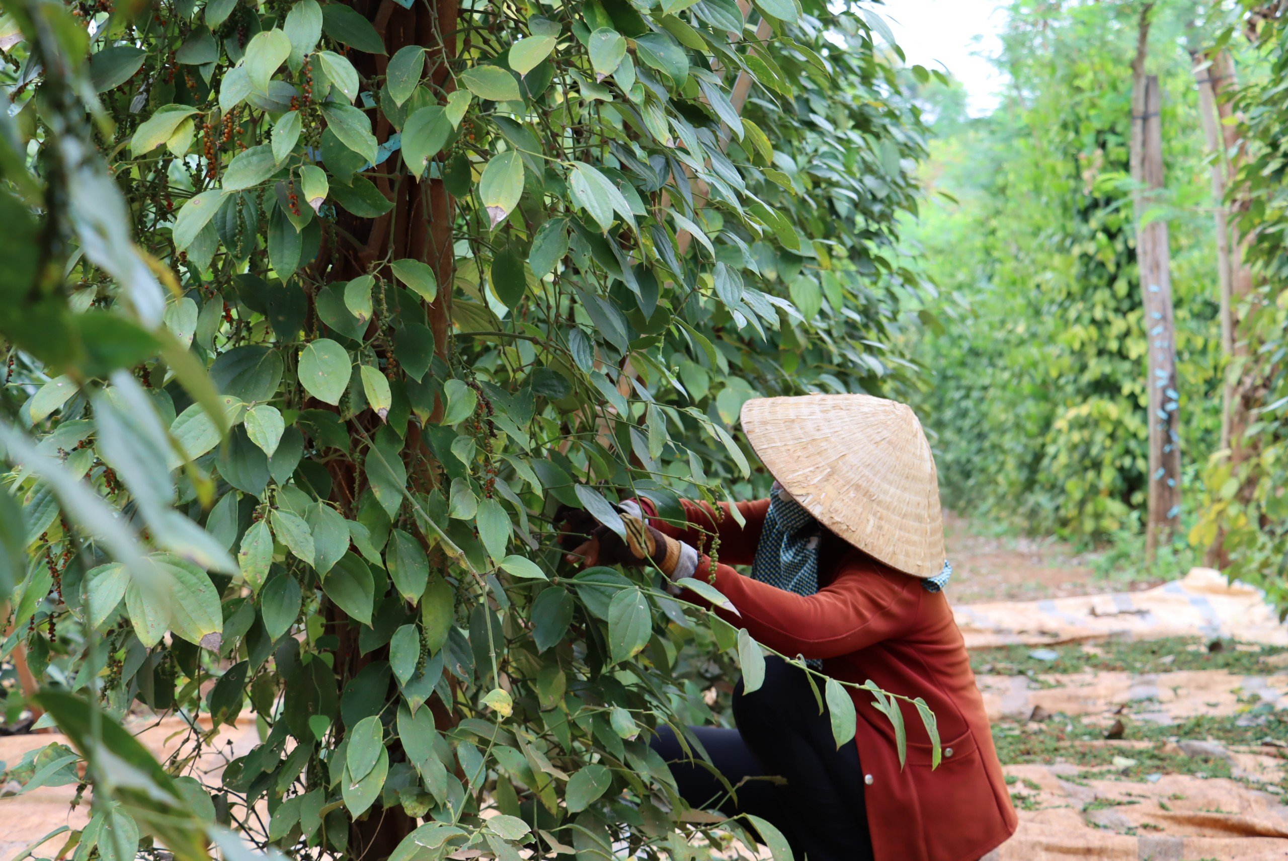 Tiêu dùng & Dư luận - Bình Phước: Hồ tiêu lên giá, nông dân cẩn trọng khi trồng mới (Hình 2).