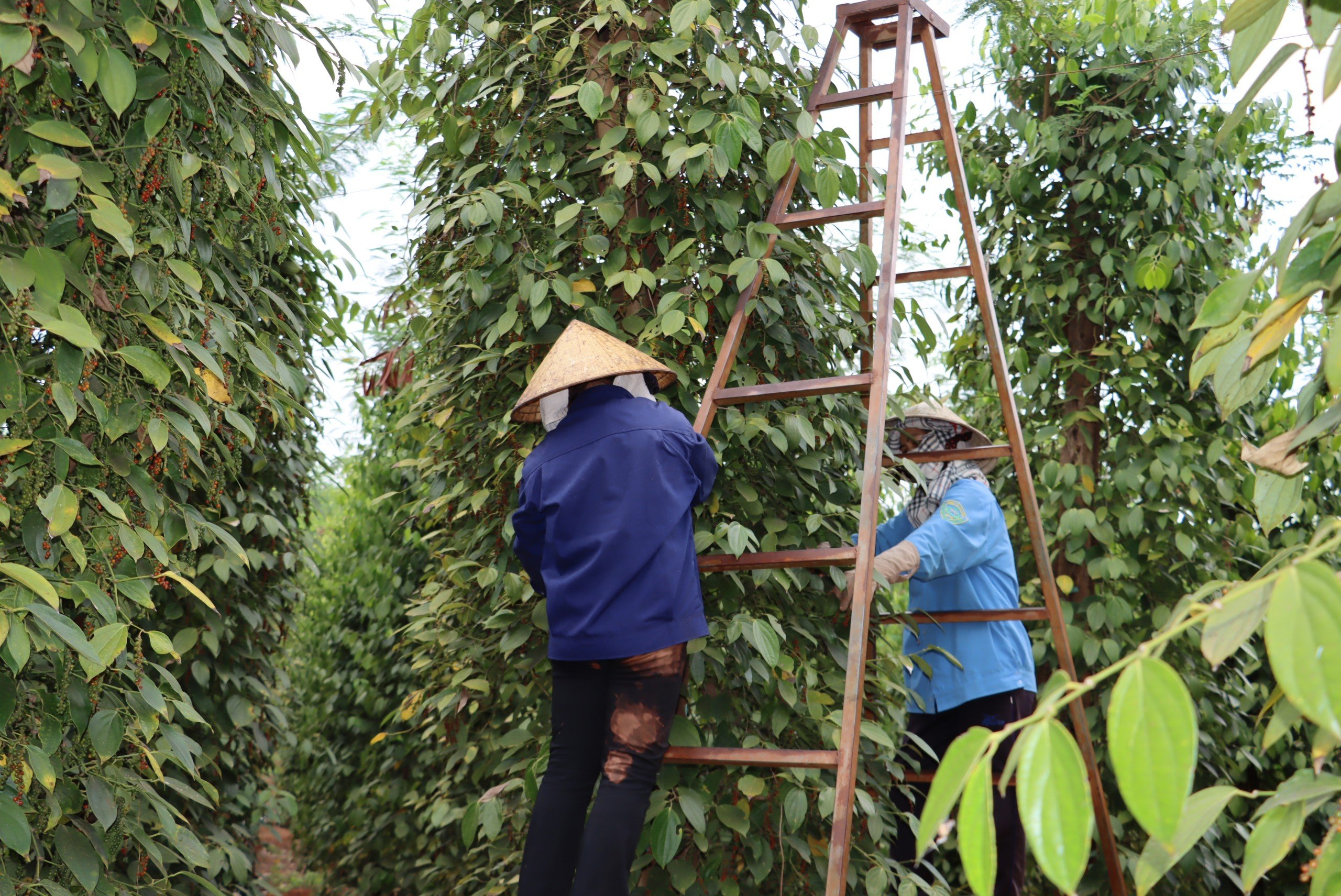 Tiêu dùng & Dư luận - Bình Phước: Hồ tiêu lên giá, nông dân cẩn trọng khi trồng mới