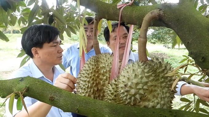 Tiêu dùng & Dư luận - Bình Phước: Hành trình trái sầu riêng chinh phục thị trường thế giới (Hình 3).