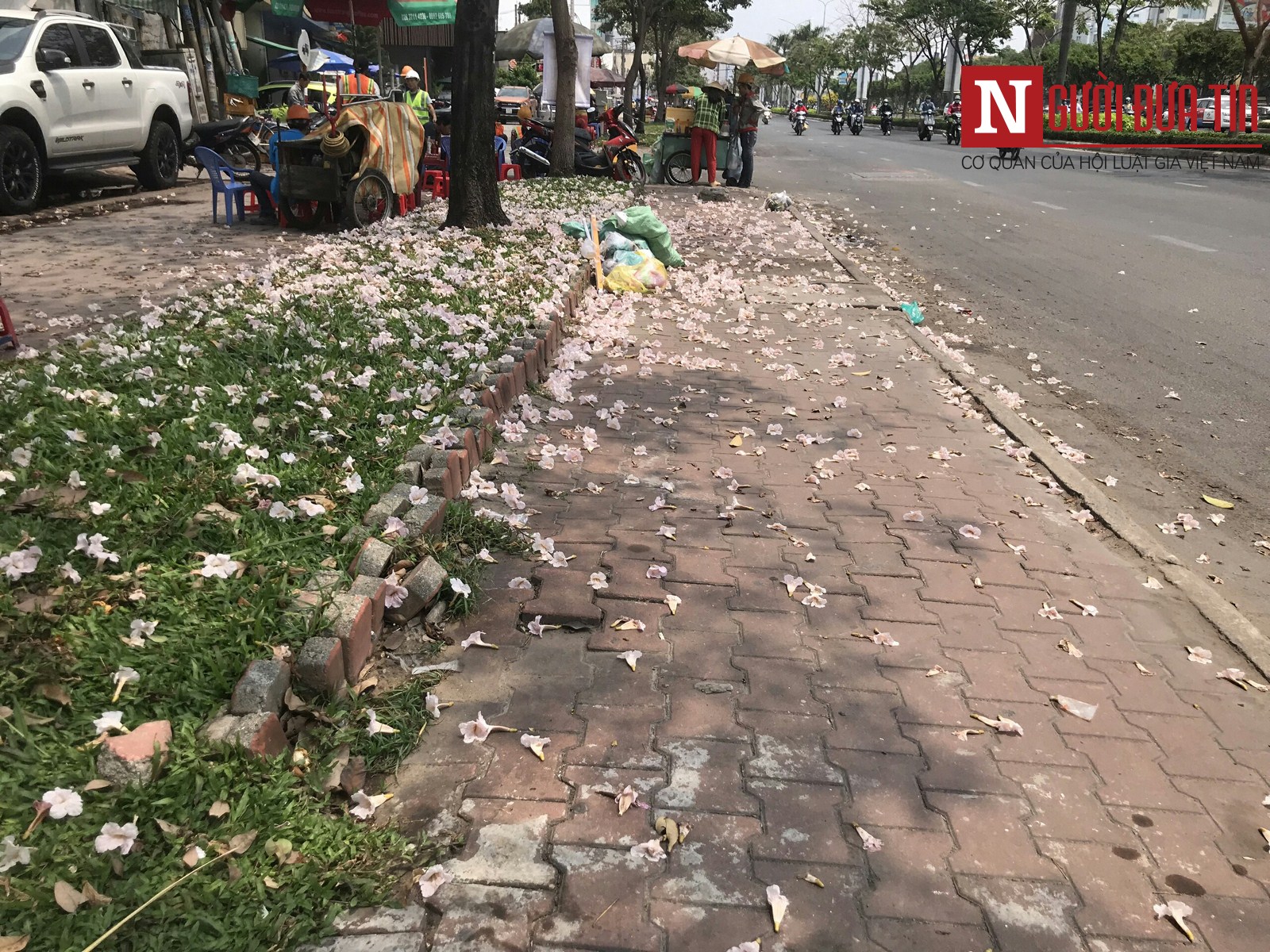 Tin nhanh - Không cần đi đâu xa, ở Sài Gòn có một đường hoa đặc biệt mỗi năm nở 1 lần (Hình 7).