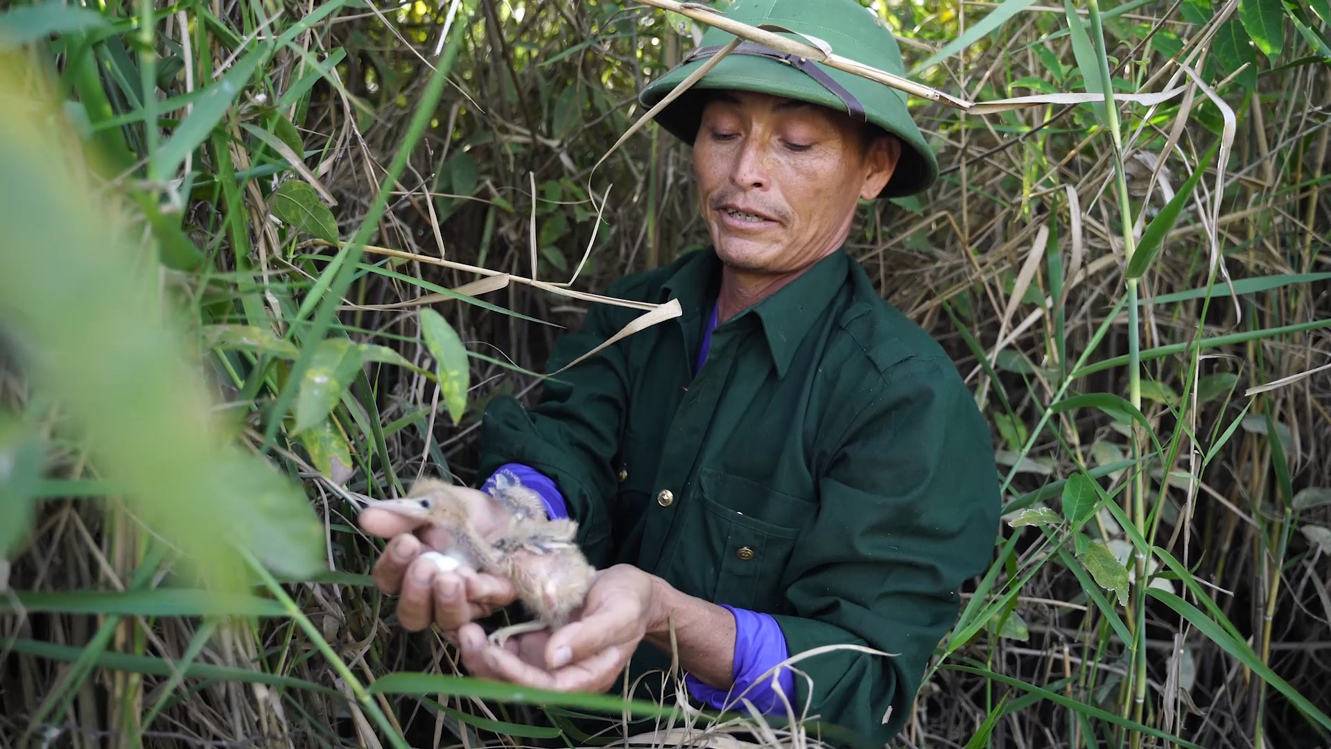 Môi trường - Hai vợ chồng hơn 5 năm “cưu mang” chim trời ở Hạc Hải (Hình 2).