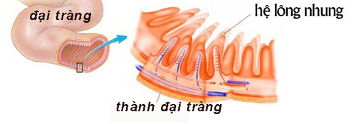 Sức khỏe - Sáng chế “độc đáo” người Nhật giúp chấm dứt viêm đại tràng dai dẳng (Hình 2).