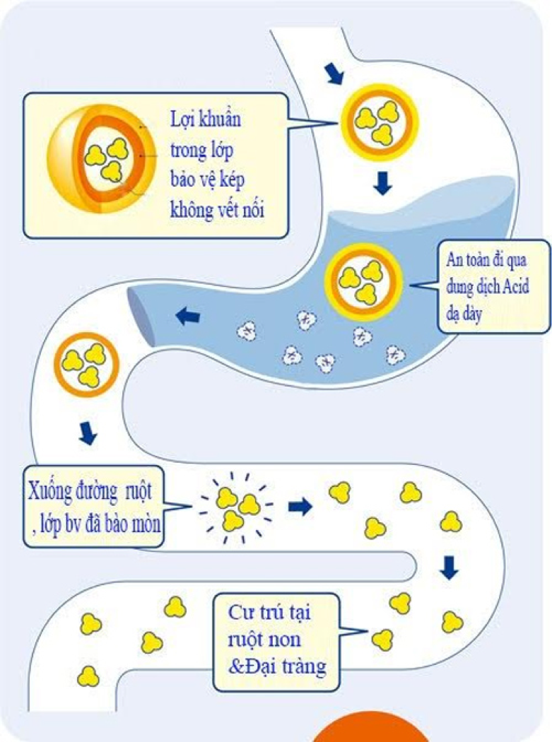 Sức khỏe - Chuyên gia tiết lộ tác dụng “vàng” của lợi khuẩn Bifido đối với bệnh viêm đại tràng (Hình 3).