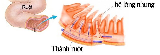 Bật mí bài thuốc đơn giản giúp bảo vệ đại tràng khi uống rượu bia (Hình 2).