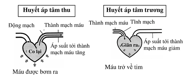 Kiến thức cơ bản cần có giúp kiểm soát huyết áp hiệu quả