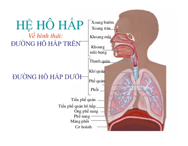 Cần biết - “Bí kíp” chăm sóc trẻ sơ sinh viêm đường hô hấp trên mẹ nên biết