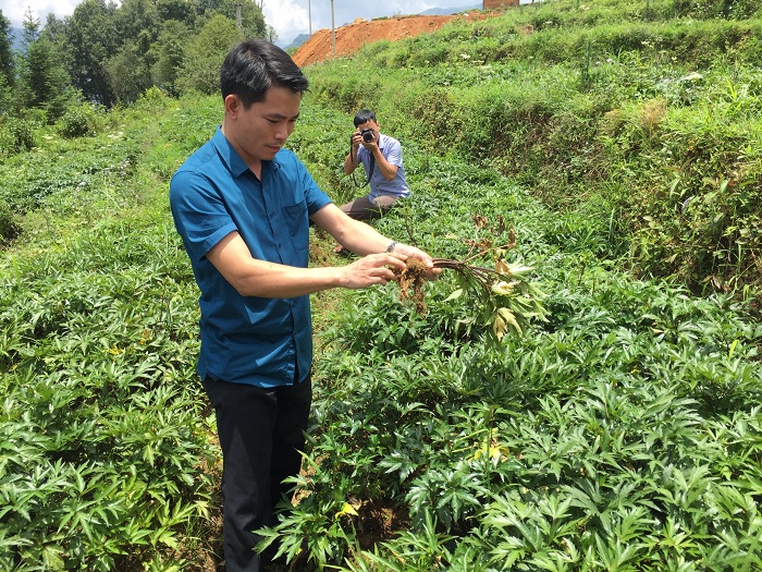 Cần biết - Thăm vùng dược liệu và nhà máy chưng cất tinh dầu của Vietrap tại Lào cai và Sapa (Hình 3).