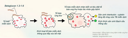 Thương hiệu - Tìm hiểu về Immunobal với tác dụng hỗ trợ điều trị hiệu quả cho bệnh nhân ung thư (Hình 5).