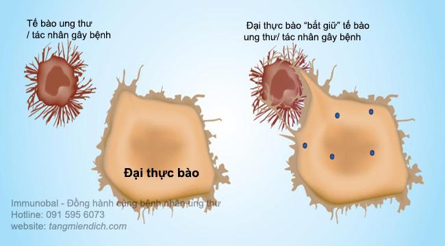 Thương hiệu - Tăng cường miễn dịch cho người ung thư - Bí quyết từ đỉnh Himalaya (Hình 2).