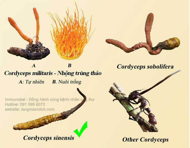 Thương hiệu - Tăng cường miễn dịch cho người ung thư - Bí quyết từ đỉnh Himalaya (Hình 4).