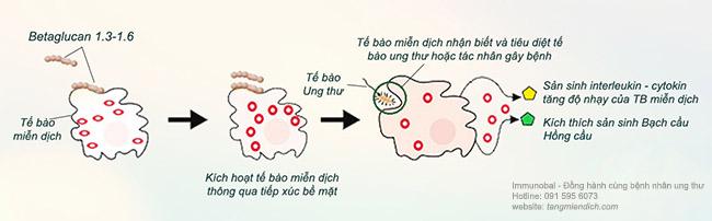 Thương hiệu - Hợp chất Beta glucan trong immunobal là gì mà lại tốt cho bệnh nhân ung thư đến vậy? (Hình 3).