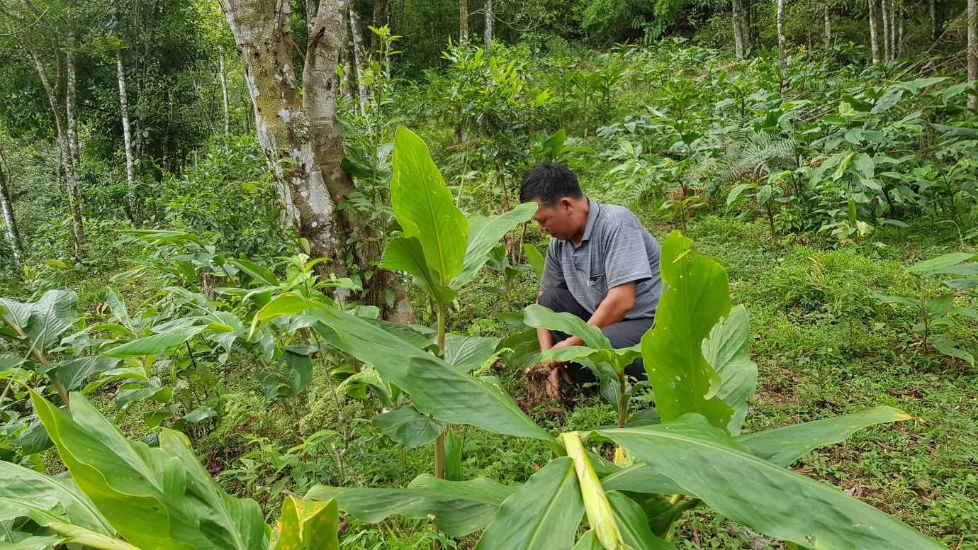 Thương hiệu - Cây thuốc giúp thầy giáo già và hàng nghìn người viêm đại tràng thoát bệnh (Hình 2).